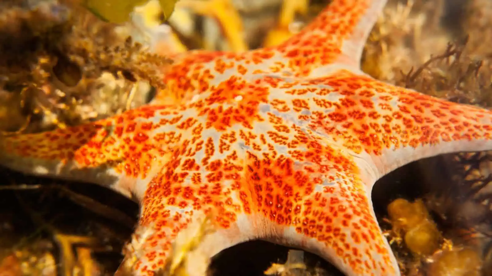 Identifying the Fish From Finding Nemo – Our Fun Guide 13 Leather Sea Star