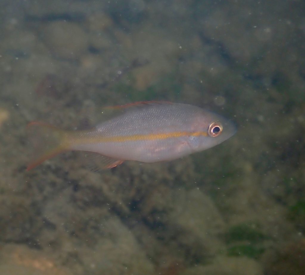 Hampton Bays Hampton Bays