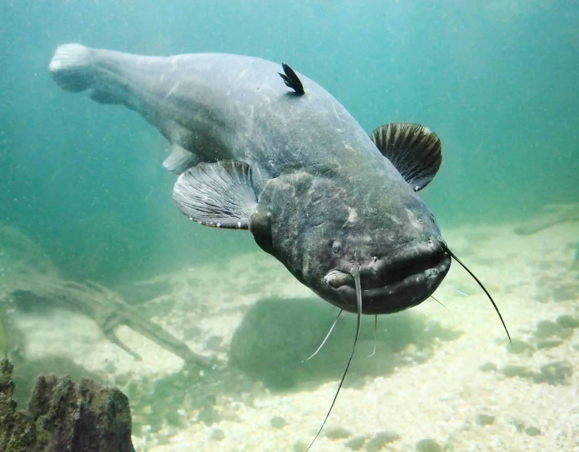Fish With Teeth: Nature at Its Most Fascinating 7 Wels Catfish