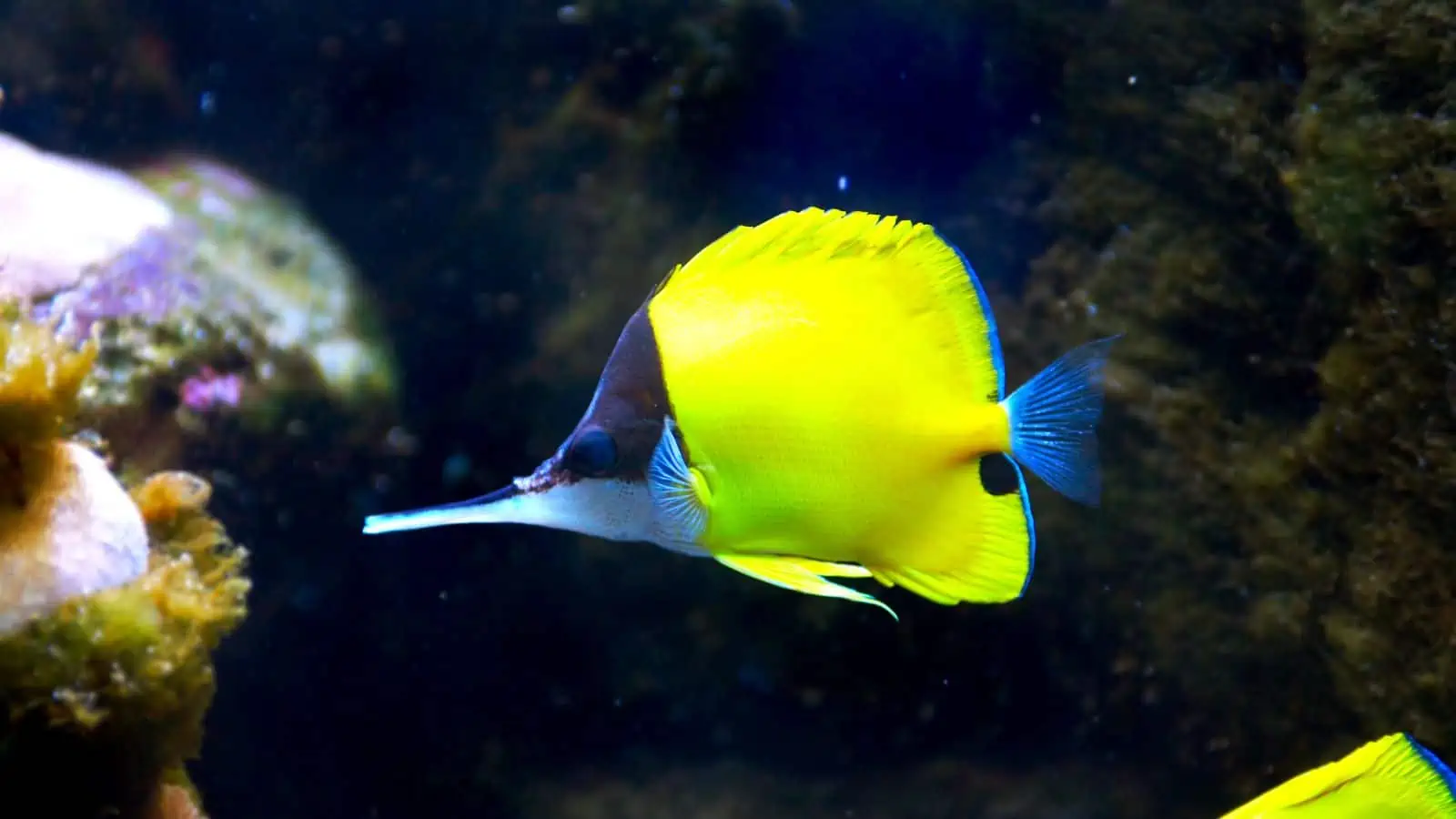 Identifying the Fish From Finding Nemo – Our Fun Guide 4 Longnose Butterfly Fish
