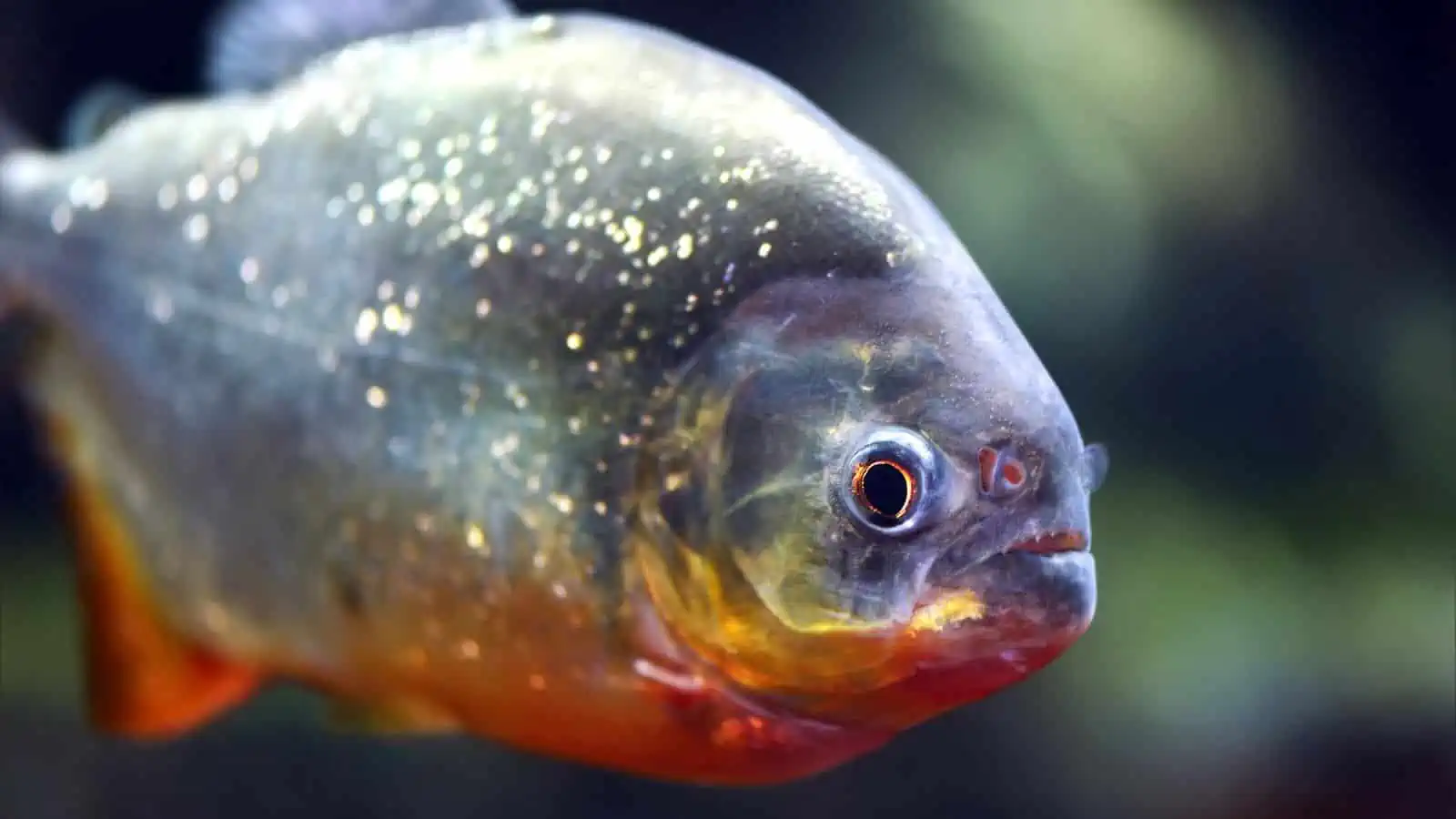 Fish With Teeth: Nature at Its Most Fascinating 3 Piranha