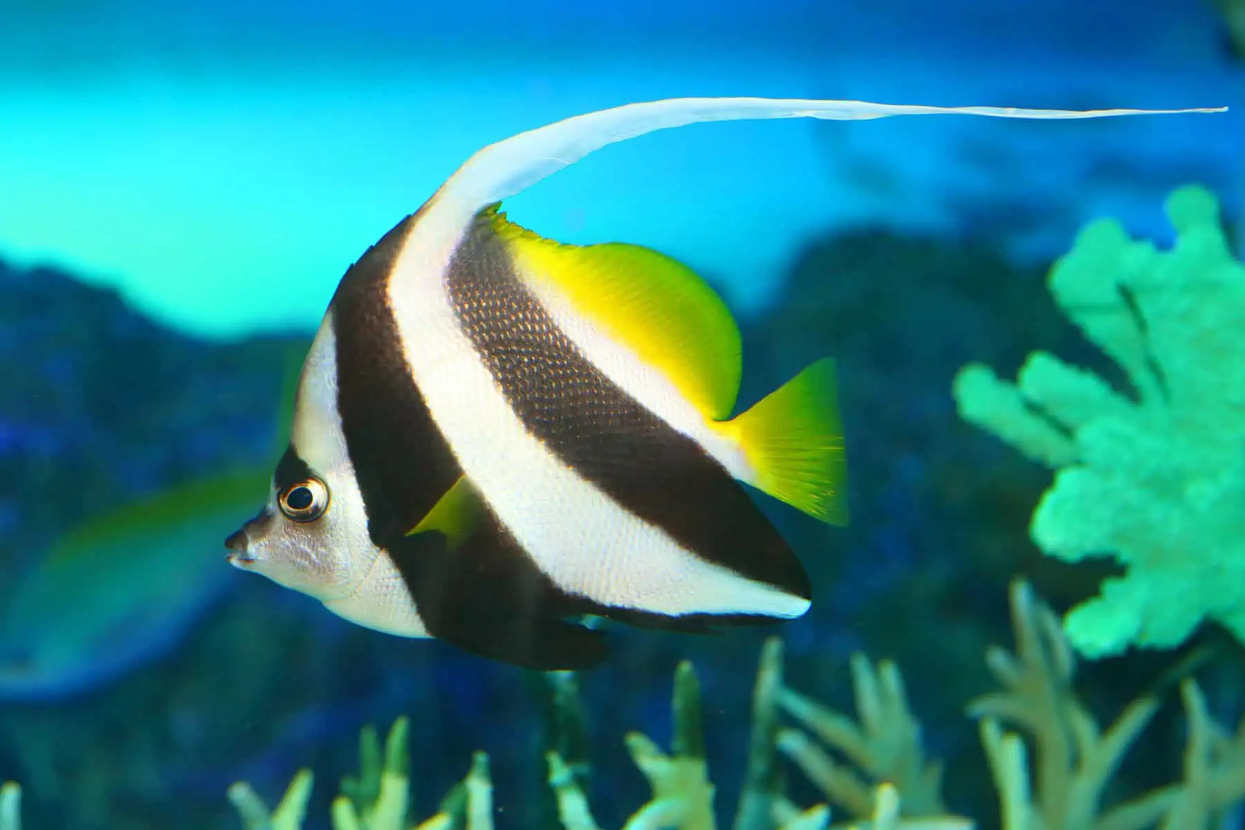 Identifying the Fish From Finding Nemo – Our Fun Guide 7 Moorish Idol