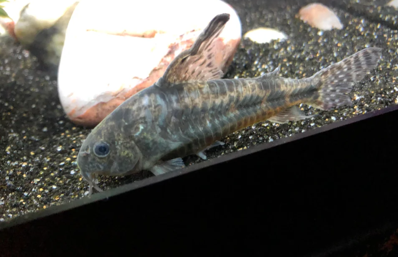 Cory Catfish
