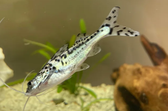 Pictus Catfish
