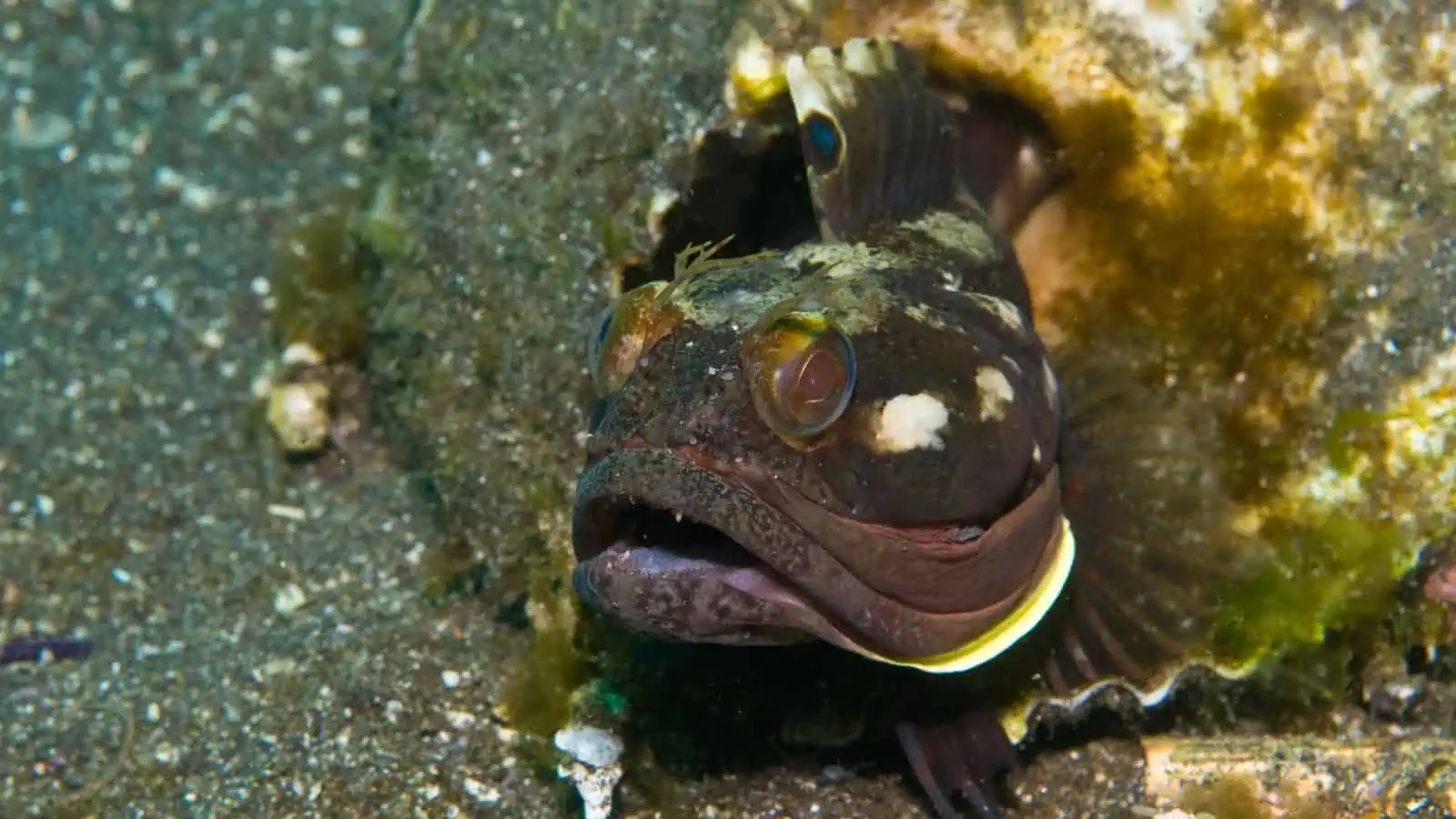 Fish With Teeth: Nature at Its Most Fascinating 20 Sarcastic Fringehead