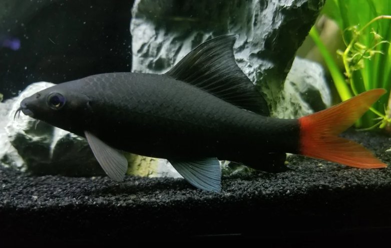 Redtail Shark