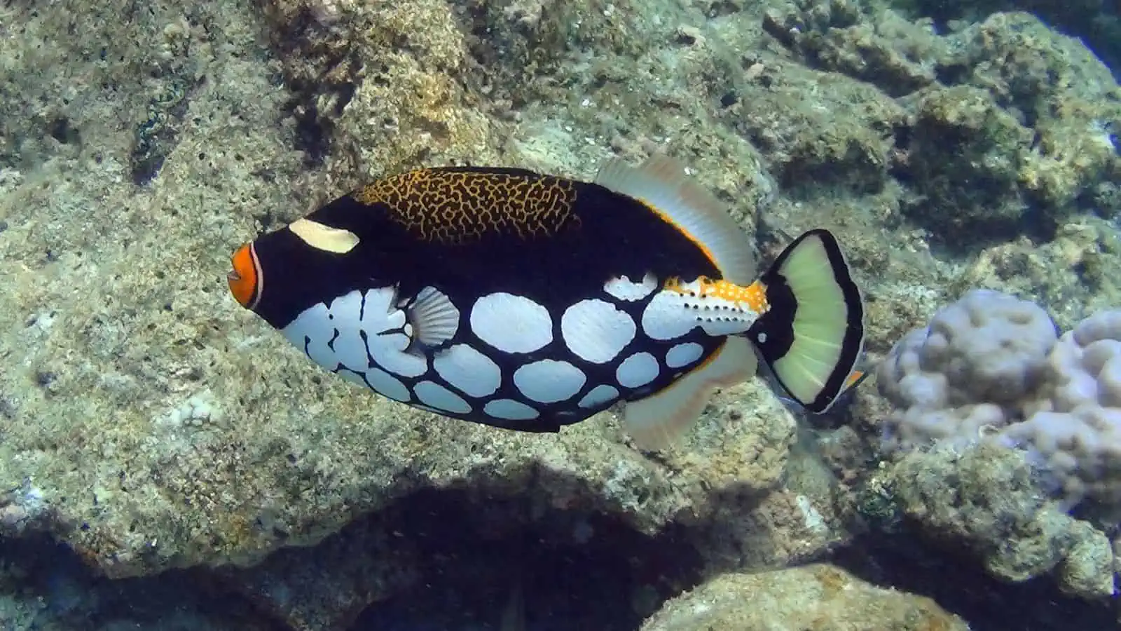 Clown Triggerfish: Exciting, Beginner-Friendly Aquarium Fish 3 Clown Triggerfish