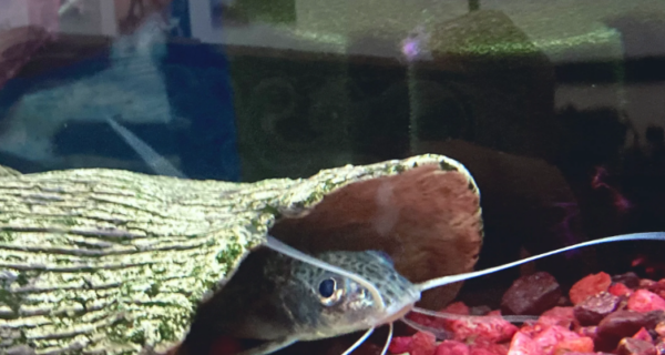 Pictus Catfish Common Diseases and Their Treatment