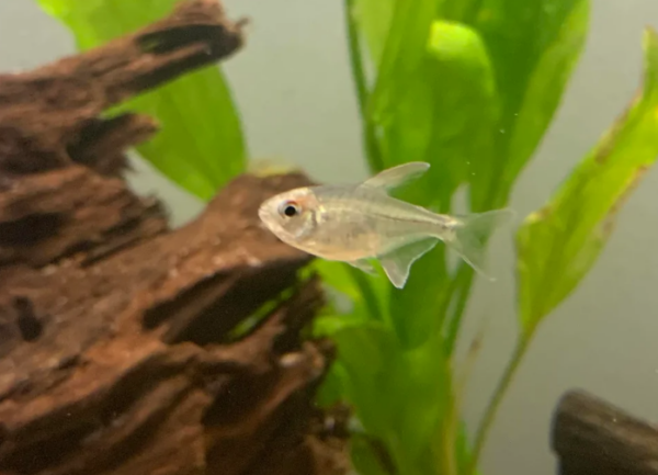 Pristella Tetra Care & Tank Set-Up