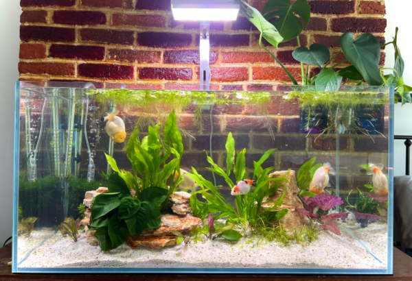 Ranchu Goldfish Tank Landscape