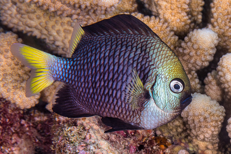 florida marine florida marine