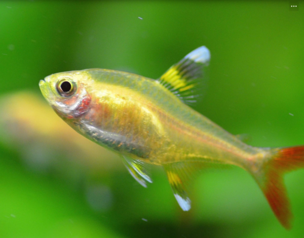 Feeding Pristella Tetra
