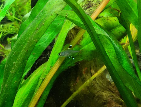 Breeding Pristella Tetra