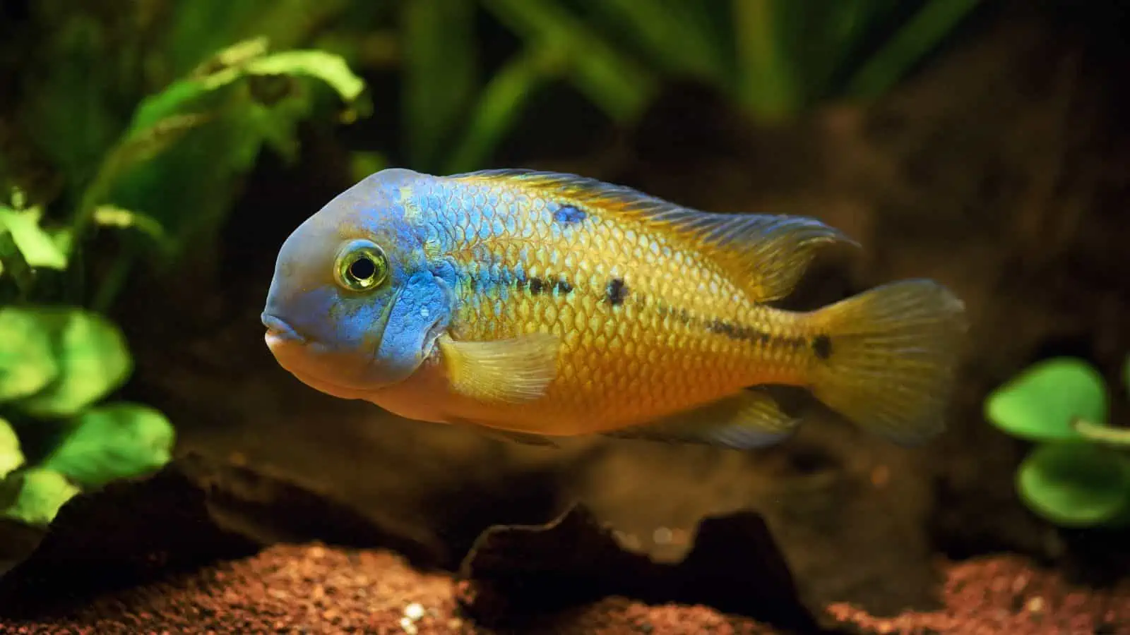 Nicaragua Cichlid: Care, Diet, and Habitat Insights 3 Nicaragua Cichlid