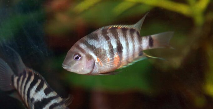 Honduran Red Point Cichlid: Our Ultimate Care Guide - WZaquarium