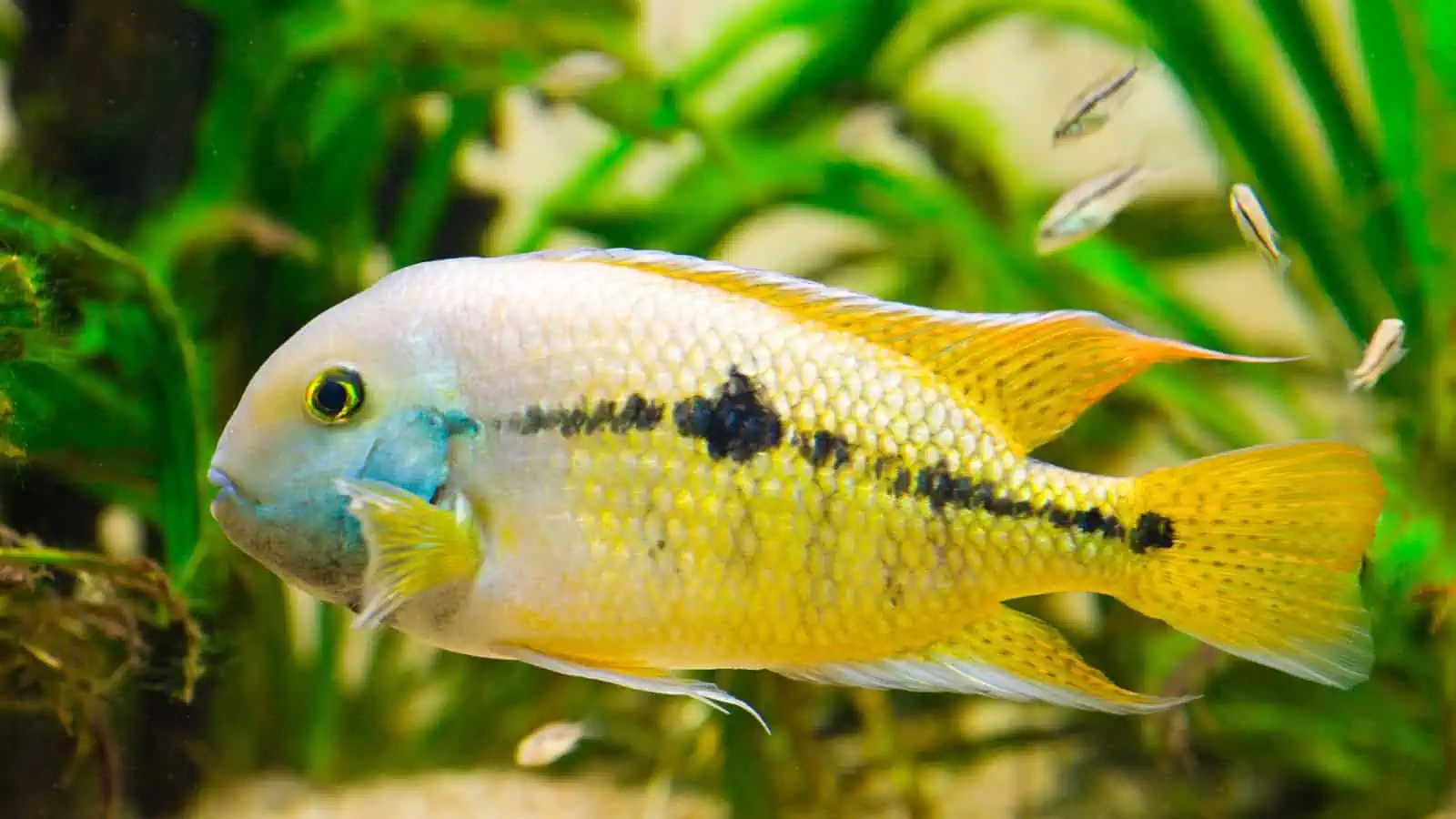 Rainbow Cichlid: Our Care Guide for These Colorful Fish 3 Rainbow Cichlid