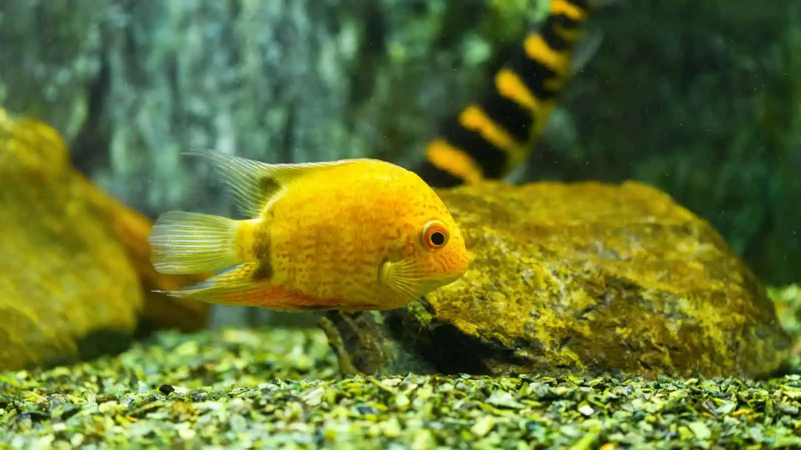 Our Care Guide for the Severum Cichlid (Tank Mates + More) 4 Severum Cichlid