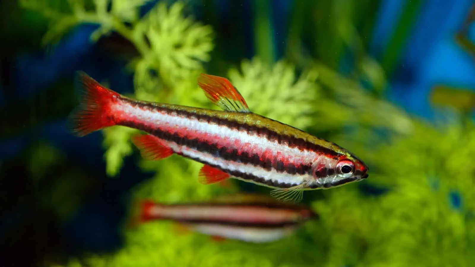 Pencilfish: Care Tips and Insights for This Enchanting Fish 4 Dwarf Pencilfish
