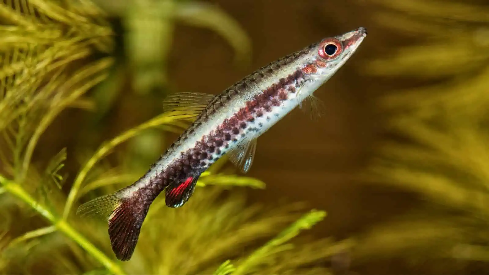 Pencilfish: Care Tips and Insights for This Enchanting Fish 3 Diptail Pencilfish