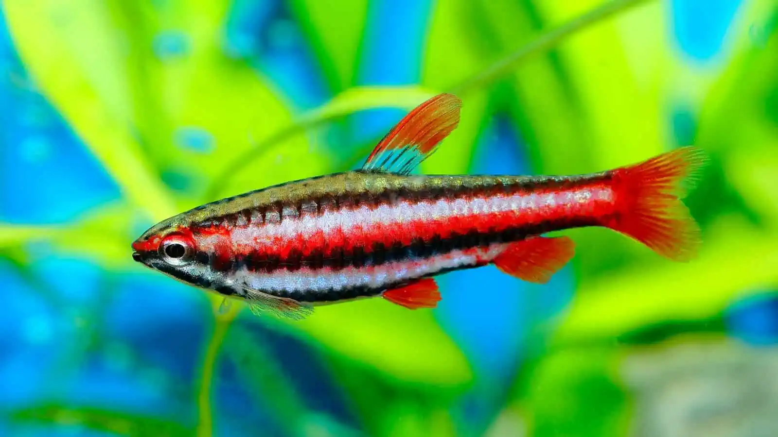 Pencilfish: Care Tips and Insights for This Enchanting Fish 5 Pencilfish