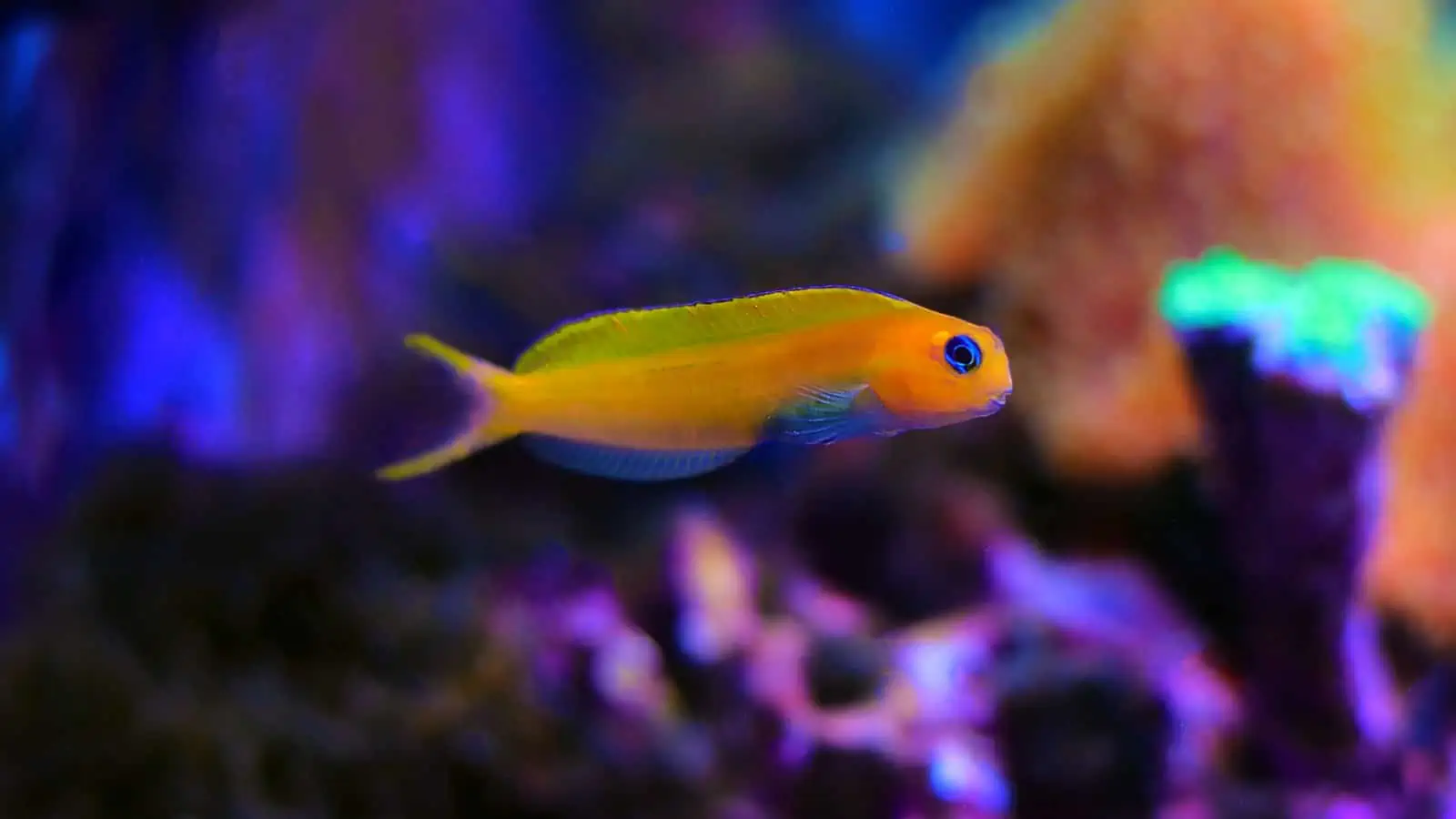 Midas Blenny: A Vibrant and Colorful Aquarium Addition 3 Midas Blenny