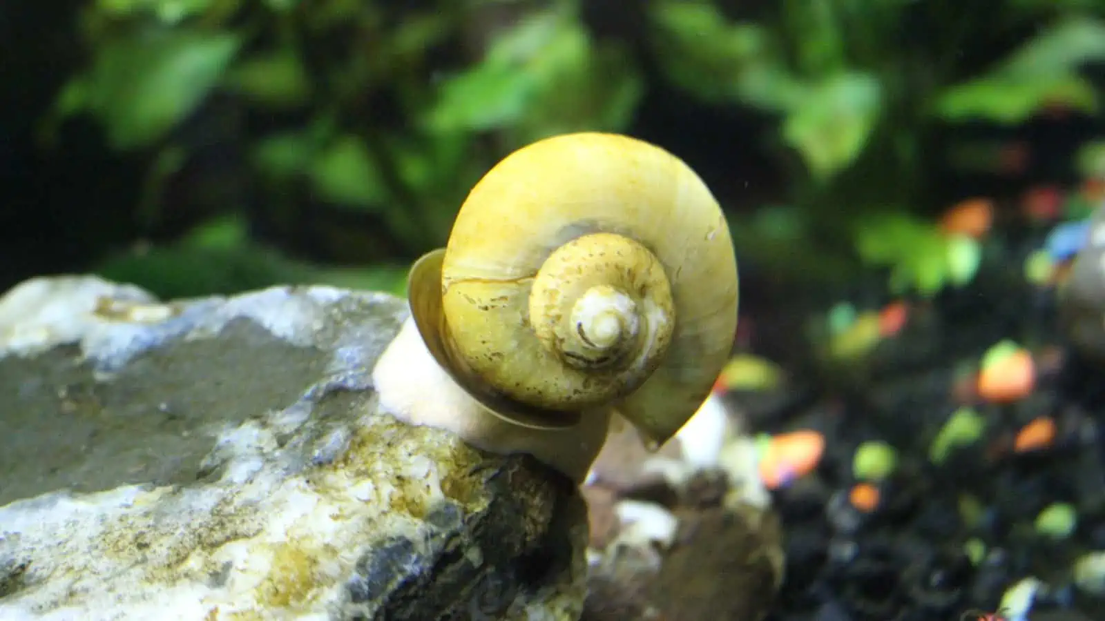 Mystery Snail Stress Slime: We Investigate the Phenomenon 3 Mystery Snail Stress Slime