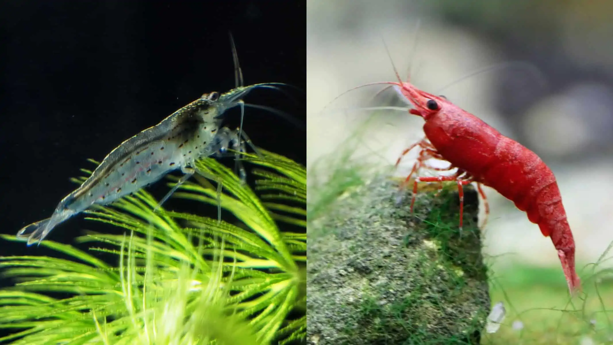 Amano Shrimp: Biology, Habits, Habitats, and Great Care Tips 4 Amano Shrimp vs Cherry Shrimp