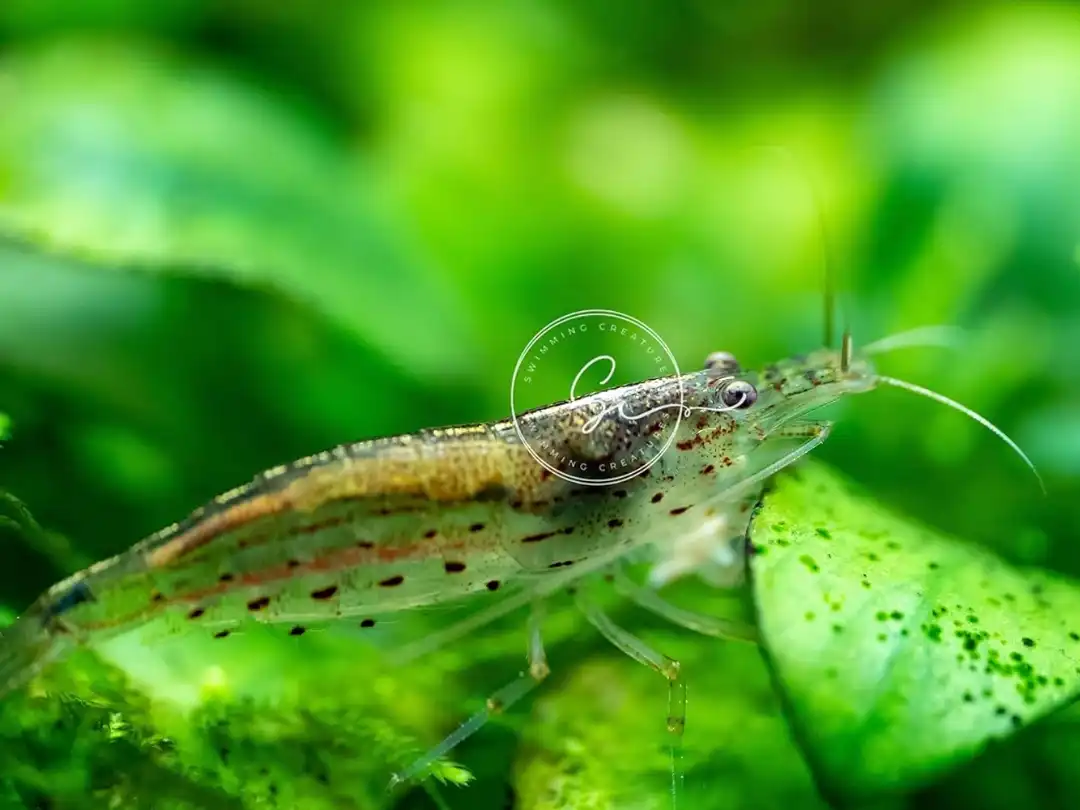 Amano Shrimp: Biology, Habits, Habitats, and Great Care Tips 5 Swimming Creatures 10+2 Amano Freshwater Aquarium Shrimp