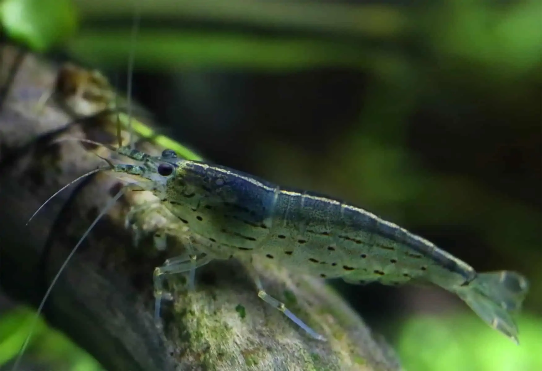 Amano Shrimp: Biology, Habits, Habitats, and Great Care Tips 3 Amano Shrimp