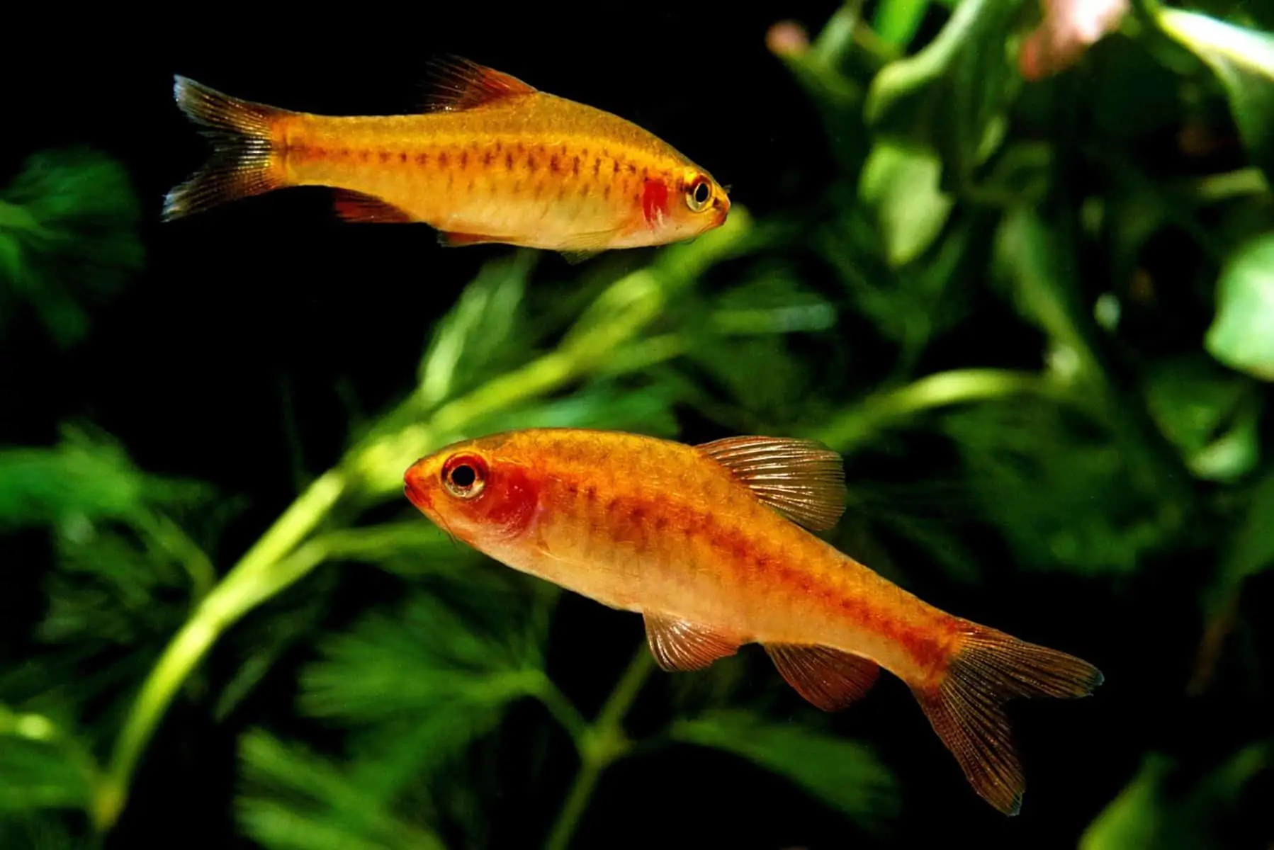 African Dwarf Frog Tank Mates for a Happy Habitat 9 Albino Cherry Barb