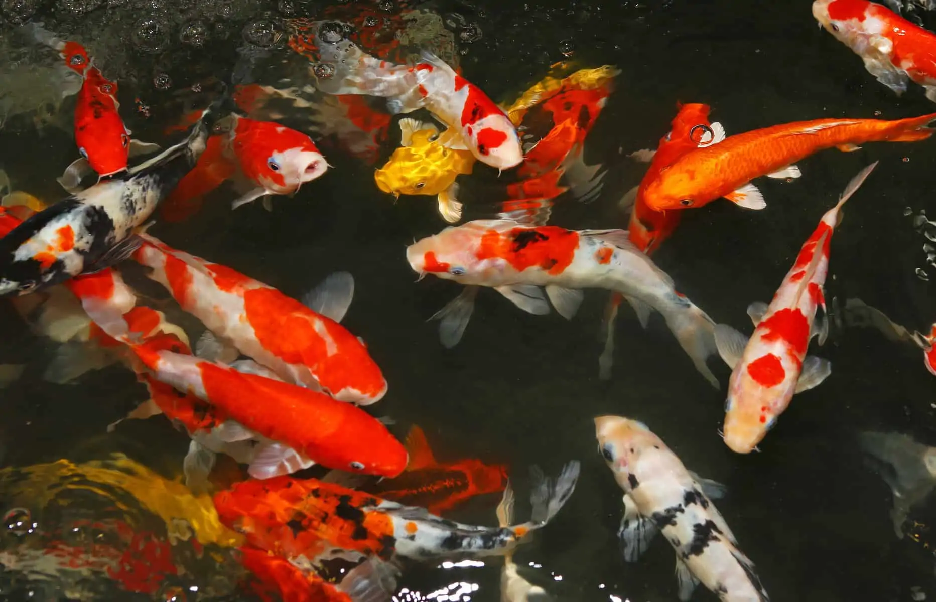Koi Fish Care: A Comprehensive Guide to Health and Hygiene 6 Koi Fish