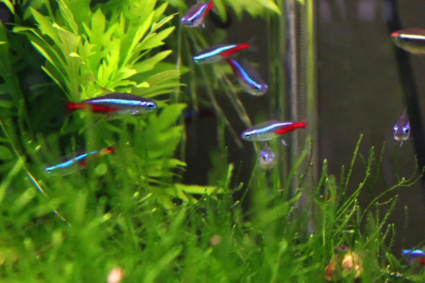 African Dwarf Frog Tank Mates for a Happy Habitat 11 Neon Tetras
