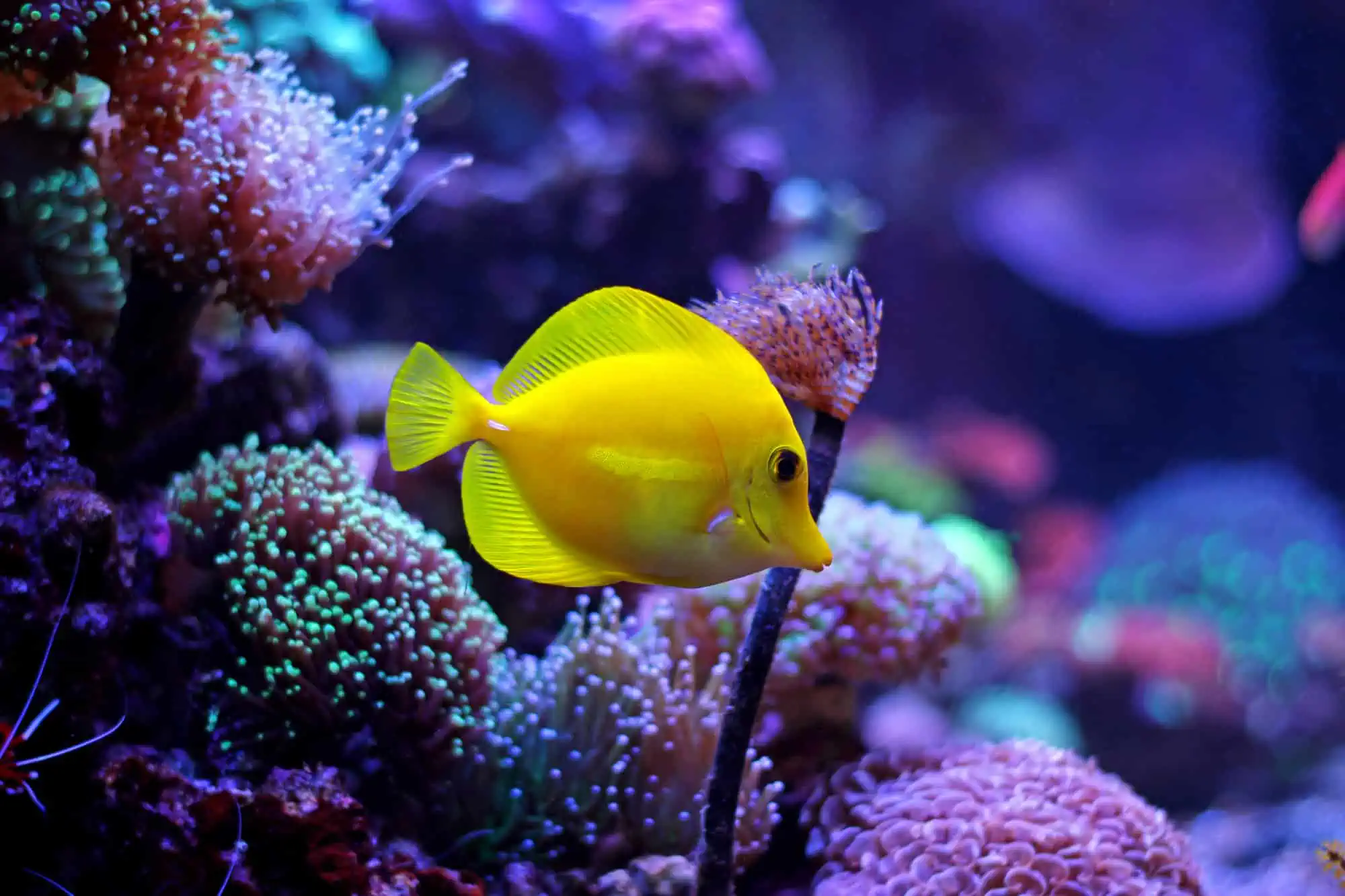 12 Surprising Facts About Fish Intelligence 4 Surprising Facts About Fish Intelligence