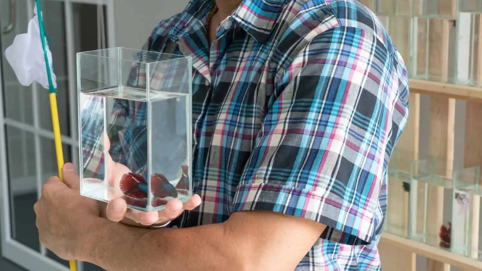 12 Surprising Facts About Fish Intelligence 7 male showing a glass jar with betta fish