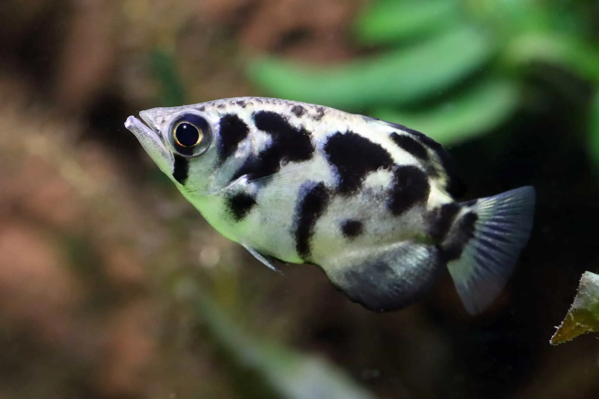 12 Surprising Facts About Fish Intelligence 3 Archerfish