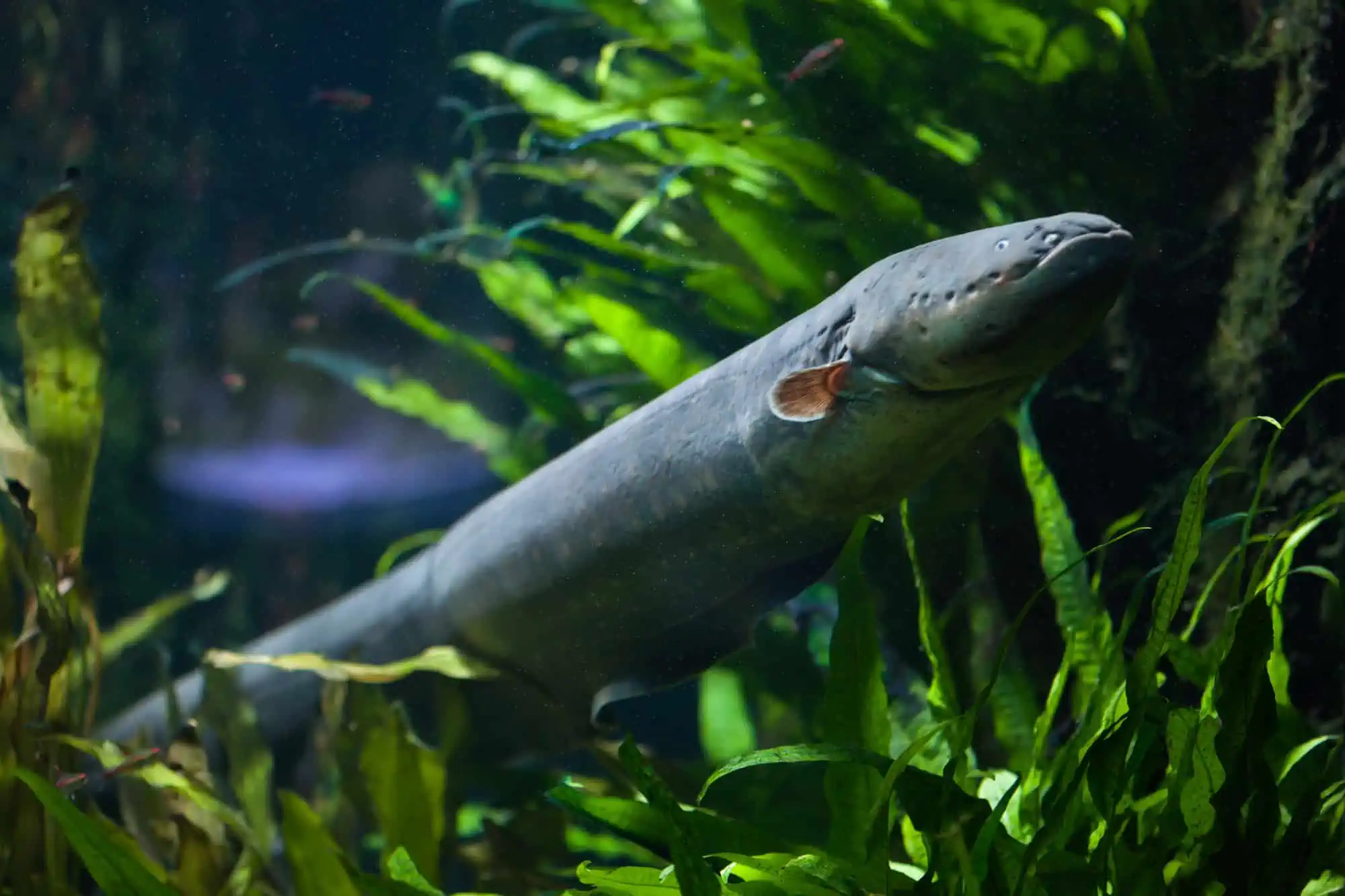 12 Surprising Facts About Fish Intelligence 5 Electric eel fish