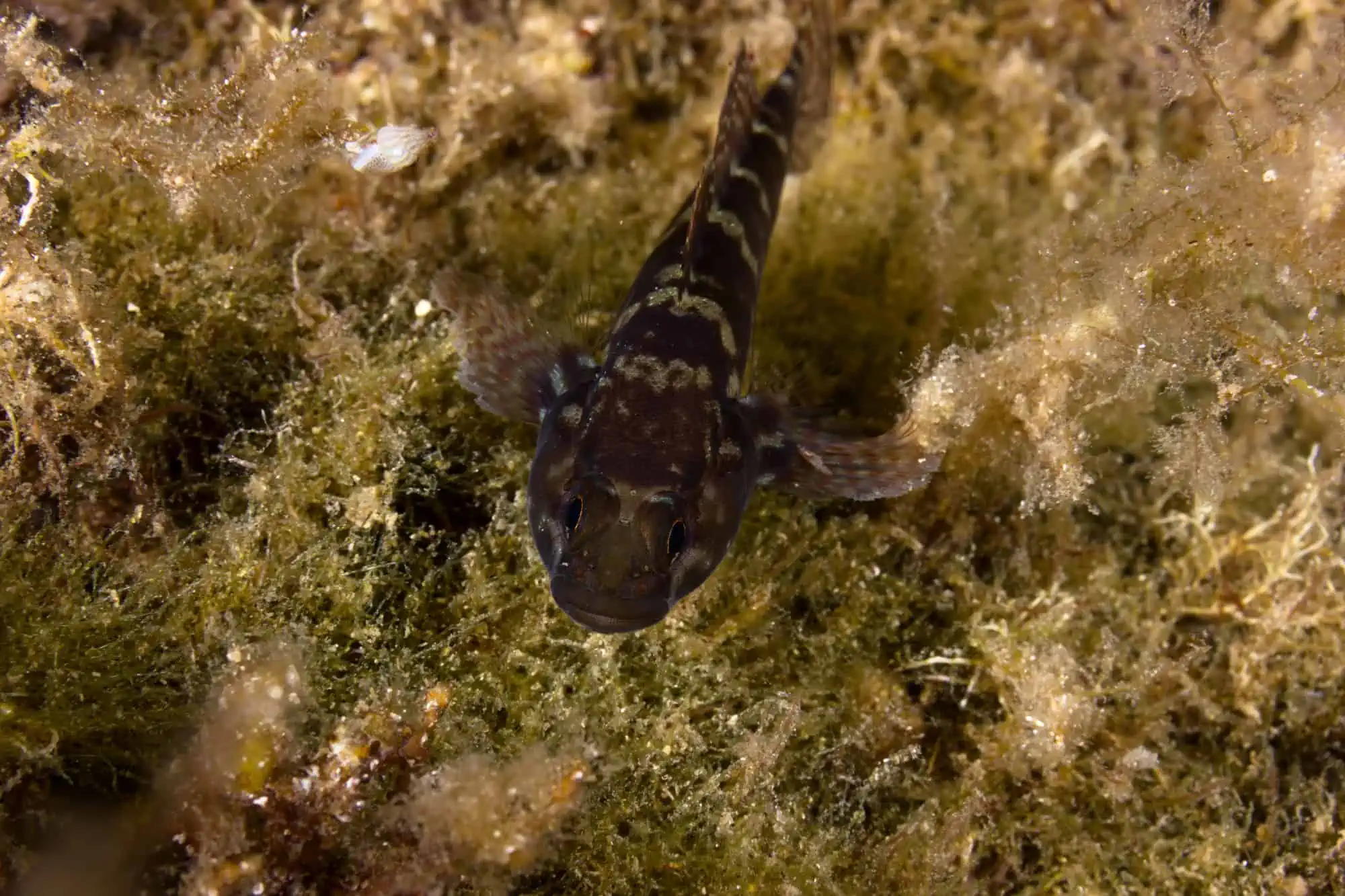 12 Surprising Facts About Fish Intelligence 6 Goby fish